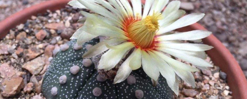 星兜怎么服盆 星兜怎么换盆