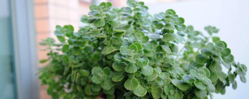 碰碰香黄叶掉叶怎么办 碰碰香叶子黄了是怎么回事