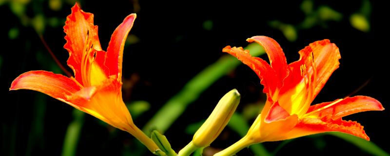 金针花和黄花菜一样吗 金针花和黄花菜一样吗能吃吗