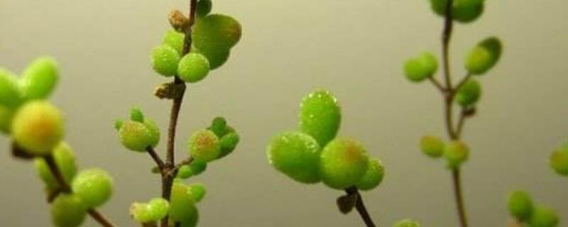 枝干番杏什么时候扦插（枝干番杏什么时候扦插最好）