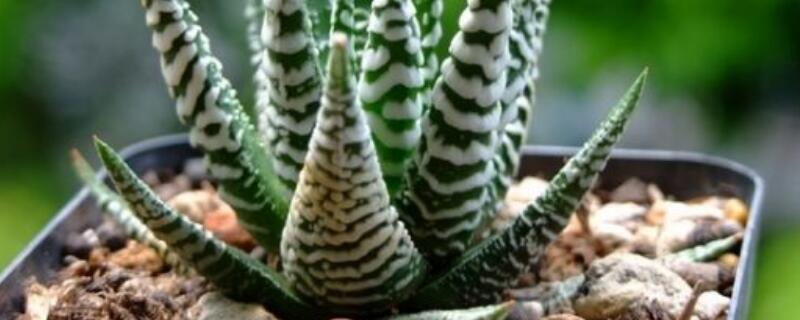 十二卷开花如何处理（十二卷开花是好兆头吗）