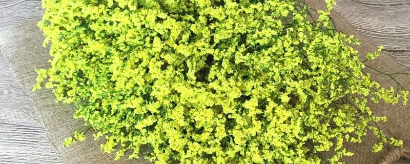 水晶草和满天星的区别 水晶草和满天星的区别在哪里