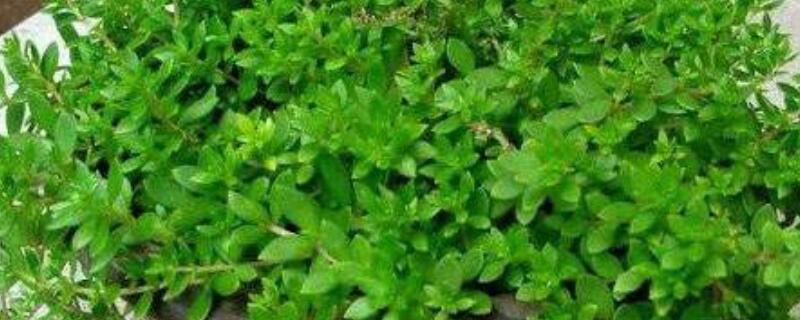 盆垂草有毒吗 盆草垂盆草