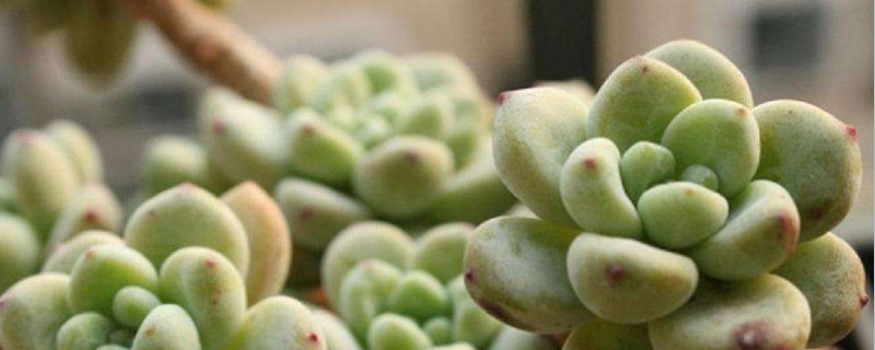 劳尔怎么扦插（劳尔如何扦插）