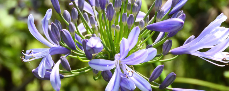 百子莲叶子下垂怎么办（百子莲叶子下垂怎么办视频）