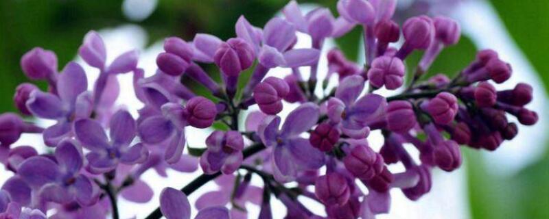 为什么丁香花叫狗牙花 丁香花也叫狗牙花吗