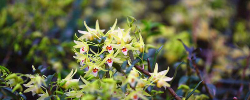 石斛的吃法（石斛的吃法和用量）