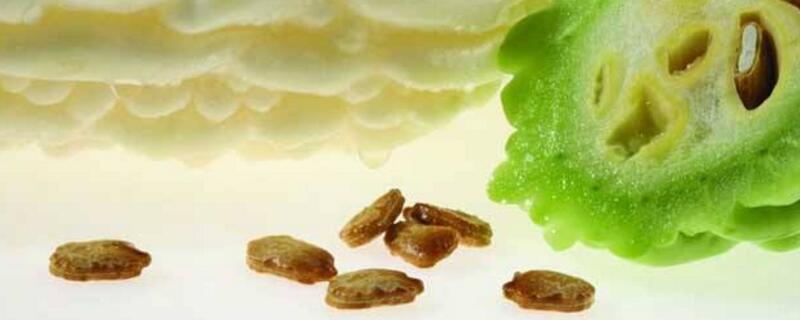 苦瓜种子老是不发芽 苦瓜种子老是不发芽怎么回事