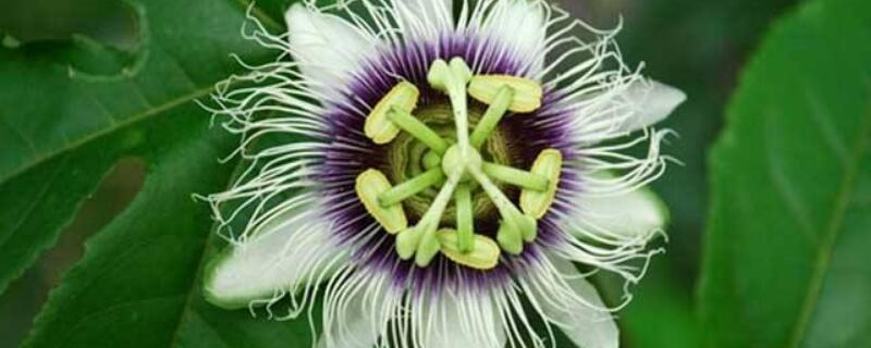 西番莲种植时间（西番莲的种植方法盆栽）