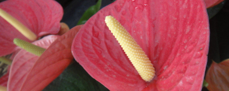 粉掌换盆的步骤 粉掌换盆后什么时间浇水