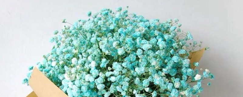 满天星干花能保存多久（满天星干花怎么保存）