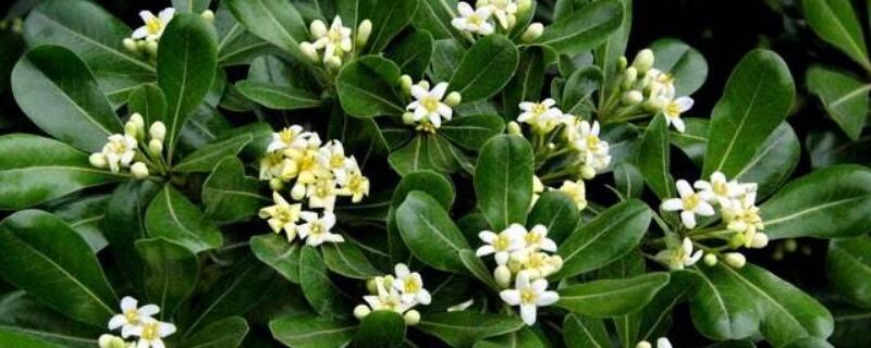 海桐花可以在家养吗 海桐花可以在家养吗怎么养