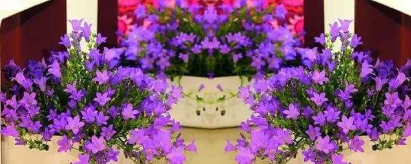 丹麦风铃怎么收种子 丹麦风铃种子种植方法