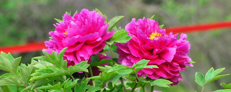 矮壮素适合什么花 矮壮素什么花都可以用吗