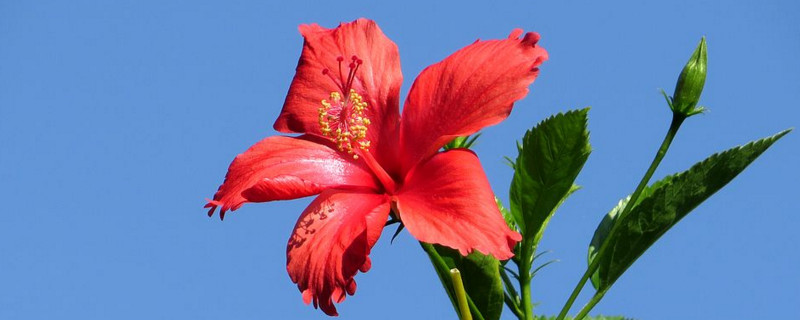 扶桑花修剪时间（扶桑花的修剪时间）