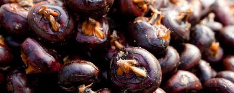 长在水里的水果 长在水里的水果荸荠