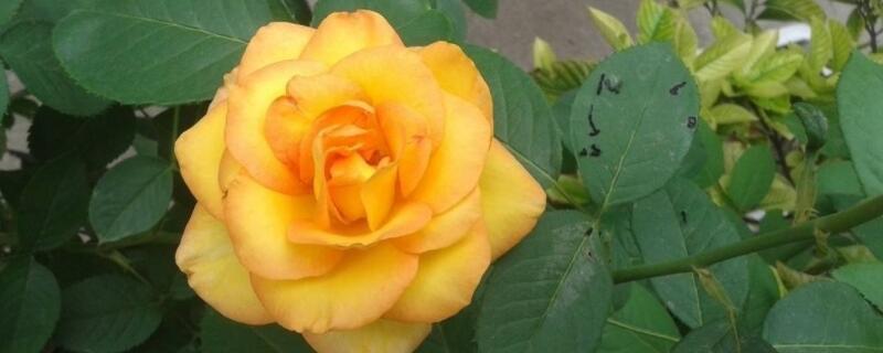 香水月季和月季的区别（香水月季功效）