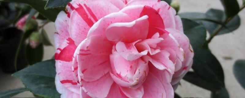 五色赤丹怎么分辨(五色赤丹怎么分辨好坏)