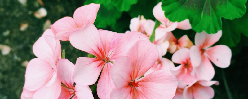 洋绣球花有毒吗（洋绣球花有毒吗能在屋里养吗）