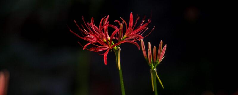 红花石蒜和彼岸花的区别 红花石蒜是彼岸花吗