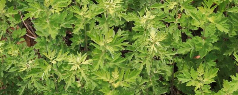 艾草防蚊子吗（艾草防蚊子吗有效果吗）