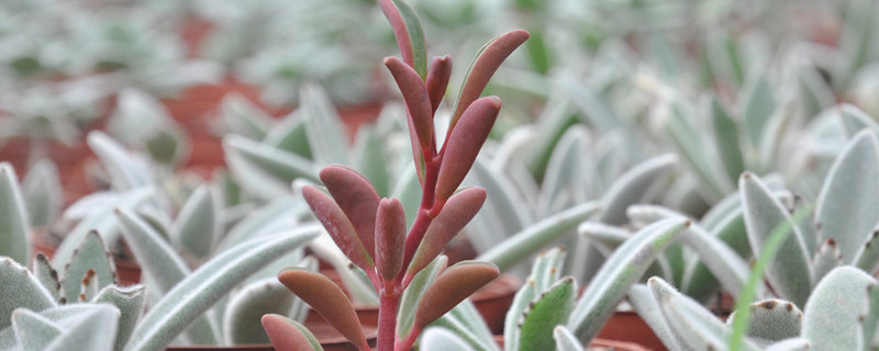 红背椒草徒长怎么办（红背椒草开花怎么办）