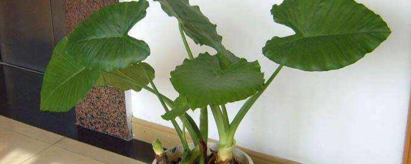 海芋花是滴水观音吗（海芋花和滴水观音的区别）