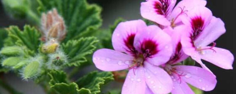 香叶天竺葵的功效 香叶天竺葵的功效作用