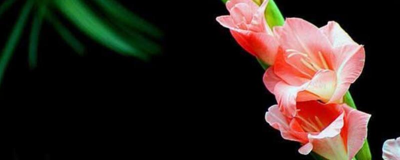 剑兰如何繁殖（剑兰繁殖吗第二年怎么种视频）