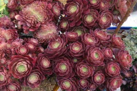 缀化法师怎么浇水