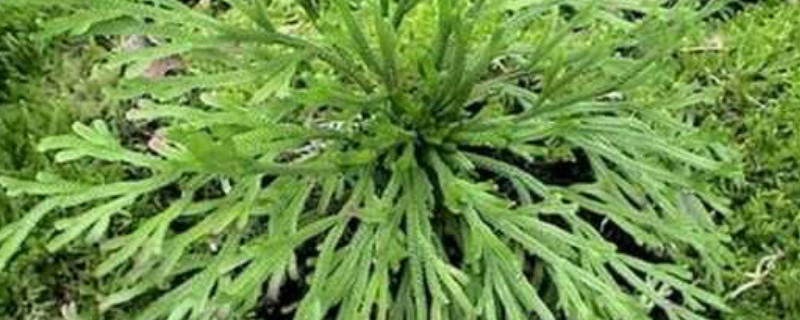 大叶卷柏如何修剪 大叶卷柏如何修剪视频