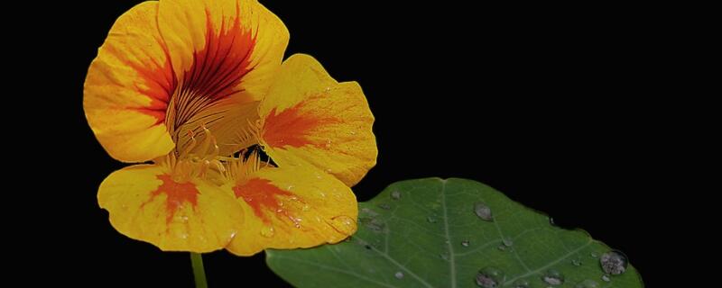 旱金莲种子怎么催芽（旱金莲种子怎么催芽）