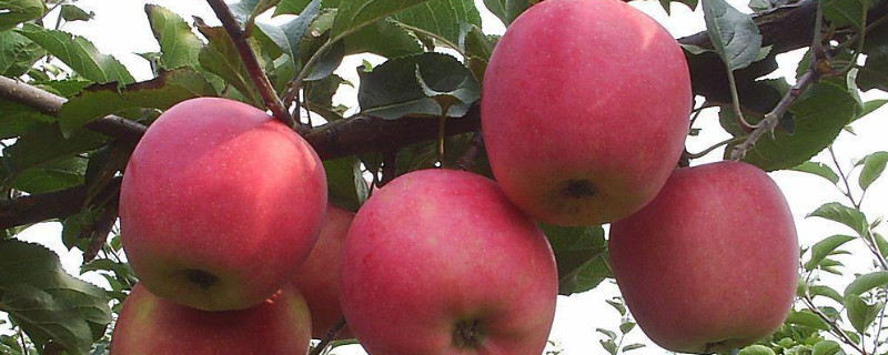 苹果的种类有哪些 水果苹果的种类有哪些