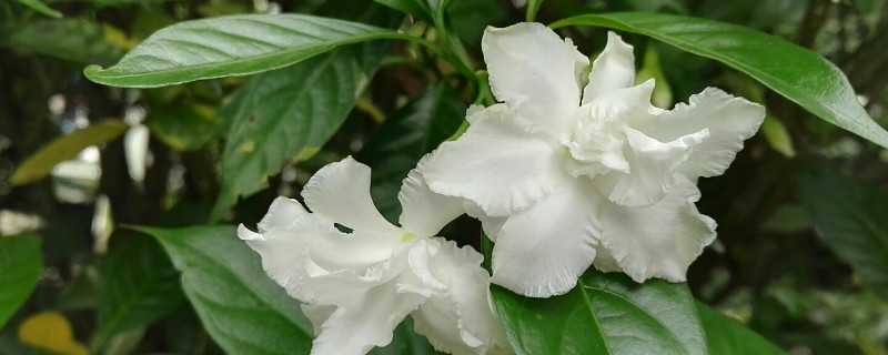 水晶茉莉黄叶了怎么办 茉莉叶发黄了怎么办