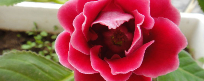 大岩桐开完花后怎么办（大岩桐花谢后怎么办）