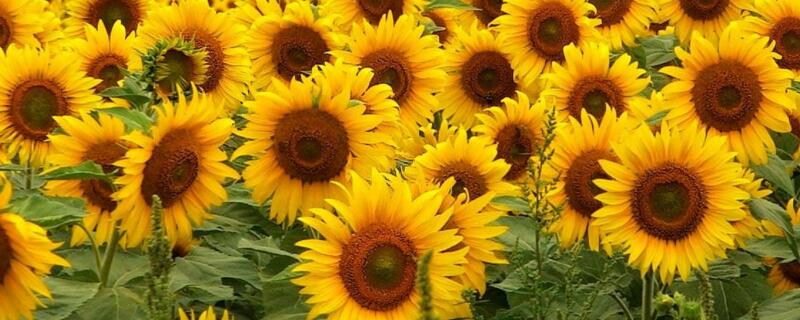 喜欢阳光暴晒的植物 喜欢阳光的室内花卉绿植