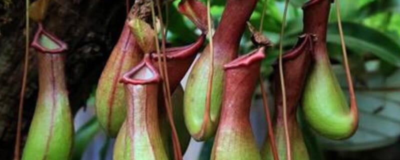 猪笼草怎么换盆 猪笼草换盆注意事项