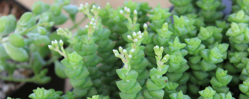 青锁龙怎么繁殖（青锁龙的繁殖方法）