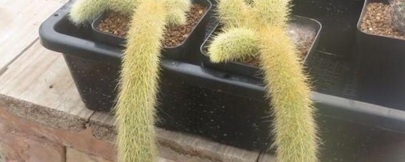 多肉九尾狐怎么发根 九尾狐多肉怎么才能滋芽