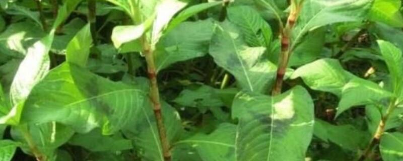 辣蓼有几种 辣蓼有什么用
