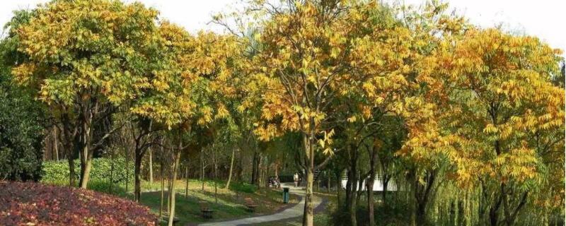 楷木是什么树 楷木是什么树木图片