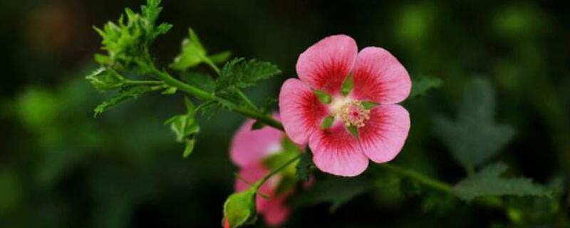 木槿树的栽培方法（木槿树的栽培方法和管理）