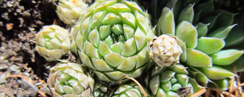 瓦松和多肉的区别 瓦松和多肉的区别图片