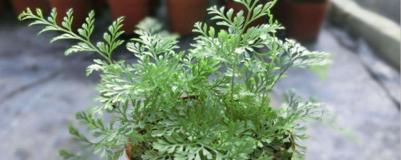 狼尾蕨怎么修剪 狼尾蕨修剪视频