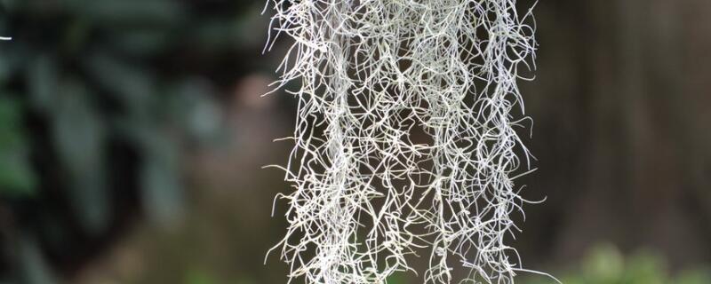 老人须的作用与功效 老人须草药图片