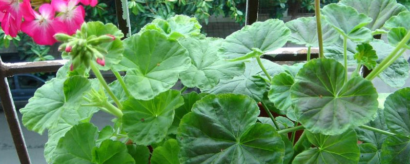 香叶天竺葵的功效（香叶天竺葵的功效和作用）