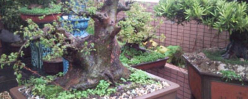 老桩如何快速生根 老桩如何快速生根视频