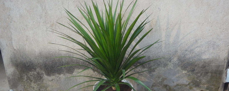 龙须树和龙血树的区别 龙须树放客厅大忌