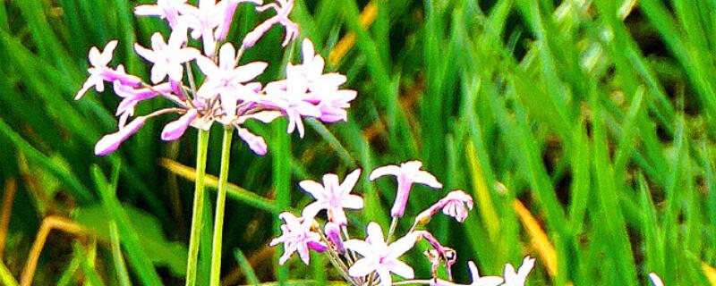 紫娇花和韭菜的区别（紫娇花属于什么类别）