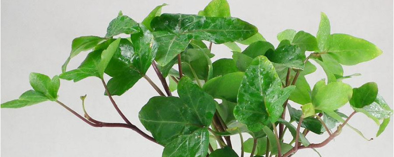 常青藤换盆注意事项（常青藤换盆注意事项有哪些）